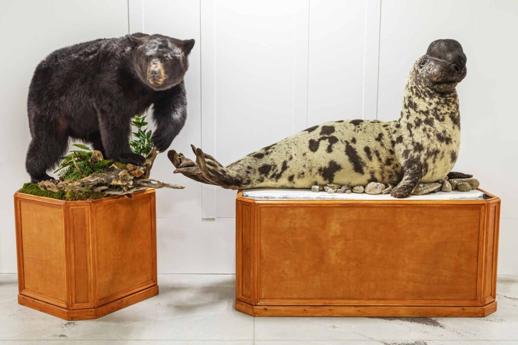 Musée de la nature, activités intérieur Saint-Tite-des-Caps